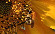01 Common carder bee (Bombus pascuorum)